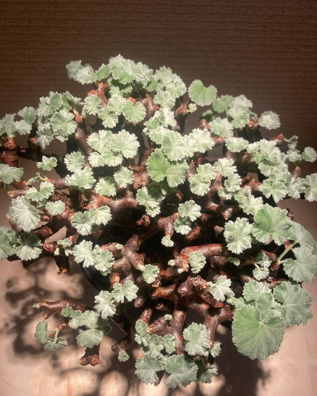 Pelargonium mirabile - Image 3