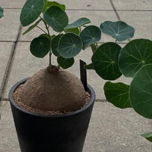 Alternative view of Stephania erecta