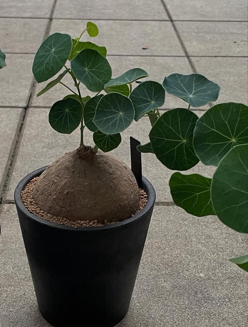 Stephania erecta - Image 2