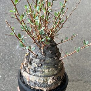 Alternative view of Fouquieria columnaris ‘Kanminetama’