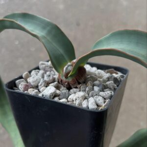 Welwitschia mirabilis