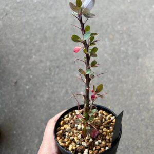 Fouquieria fasciculata