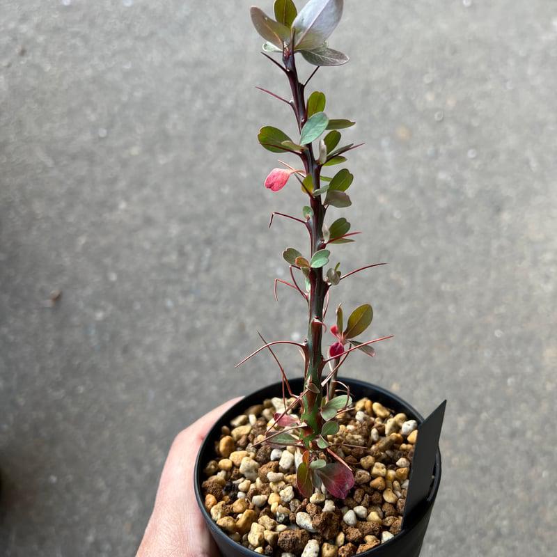 Fouquieria fasciculata