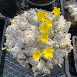 Alternative view of Pachypodium brevicaule