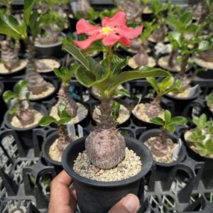 Alternative view of Pachypodium windsorii