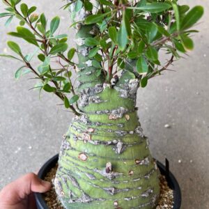 Fouquieria fasciculata