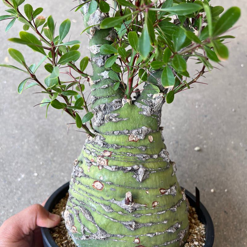 Fouquieria fasciculata