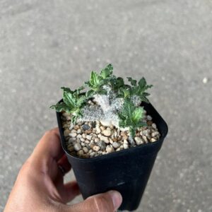 Euphorbia tularensis