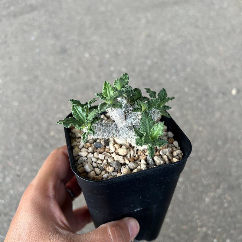 Euphorbia tularensis