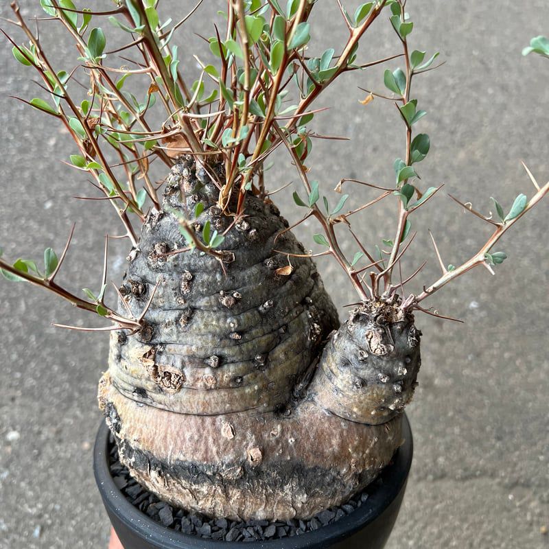 Fouquieria columnaris ‘Kanminetama’ - Image 3