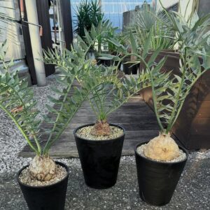 Encephalartos horridus