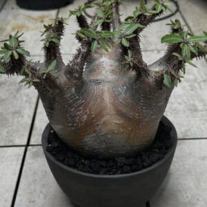 Pachypodium makayense