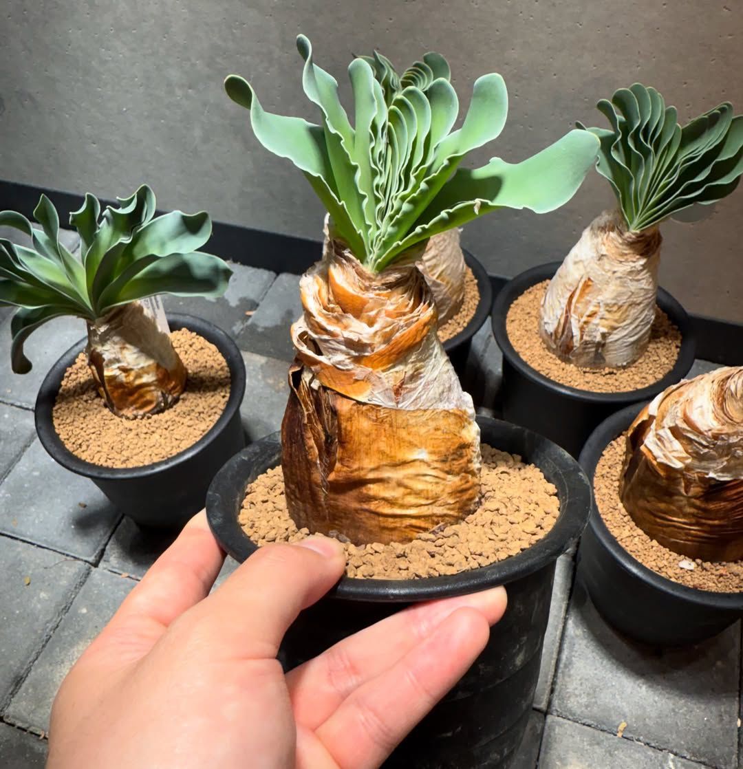 ๐บ Boophone disticha - Image 2