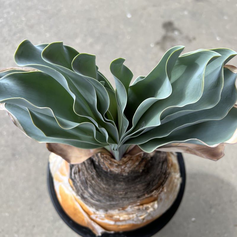 Bouffant Haemanthoides - Image 2