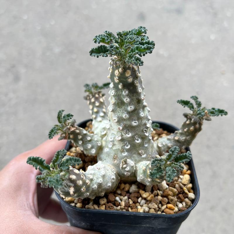 Dorstenia labranii - Image 2