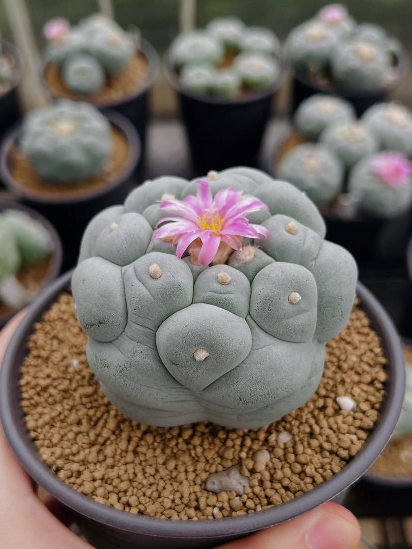 Lophophora williamsii (Peyote)