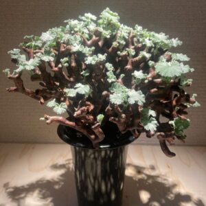 Pelargonium mirabile