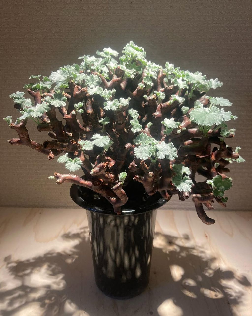 Pelargonium mirabile