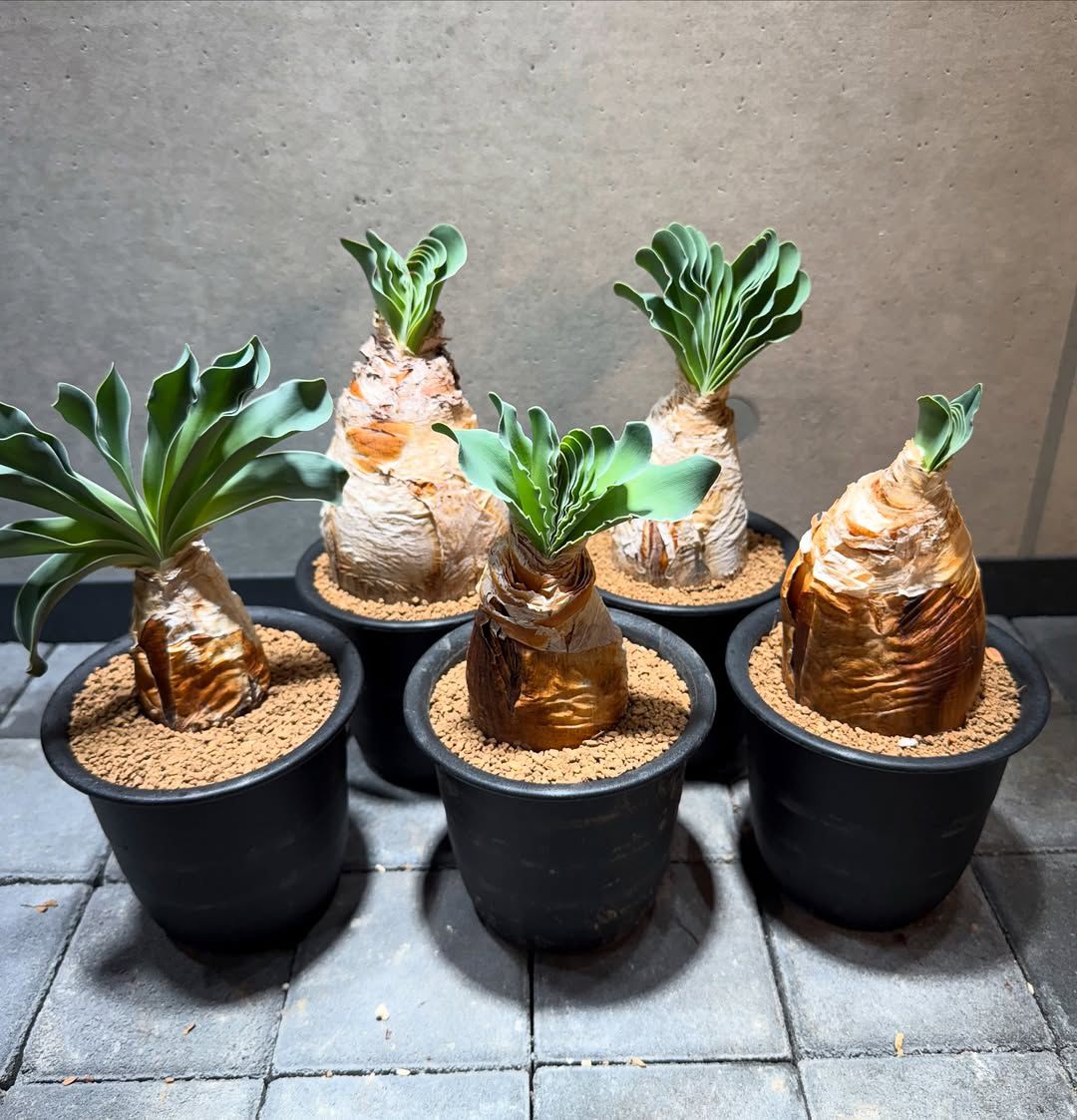 ๐บ Boophone disticha - Image 3