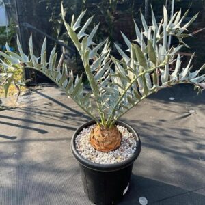 Alternative view of Encephalartos horridus