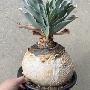 Bouffant Haemanthoides