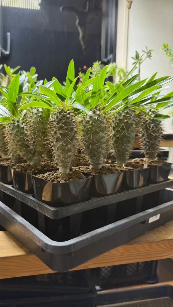 Pachypodium lamerei - Image 2