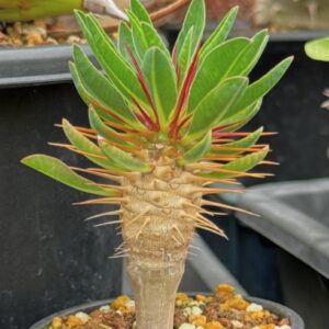 Euphorbia guillauminiana
