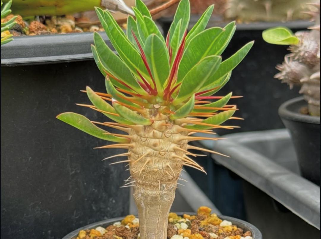 Euphorbia guillauminiana