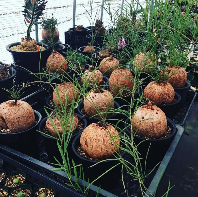 Ipomoea holubii - Image 2