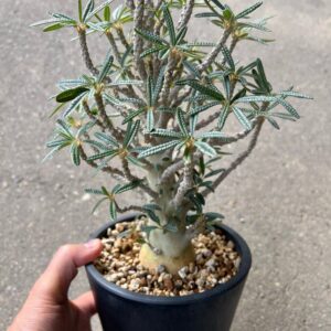 Dorstinia gigas bullata