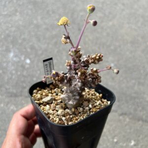 Alternative view of Othonna hele