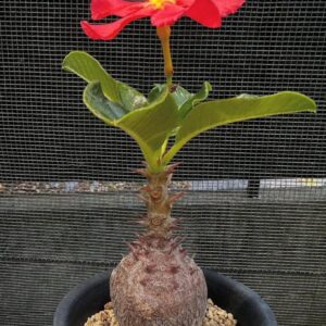 Pachypodium windsorii