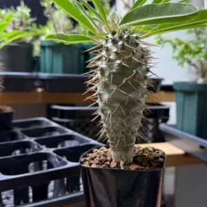 Pachypodium lamerei