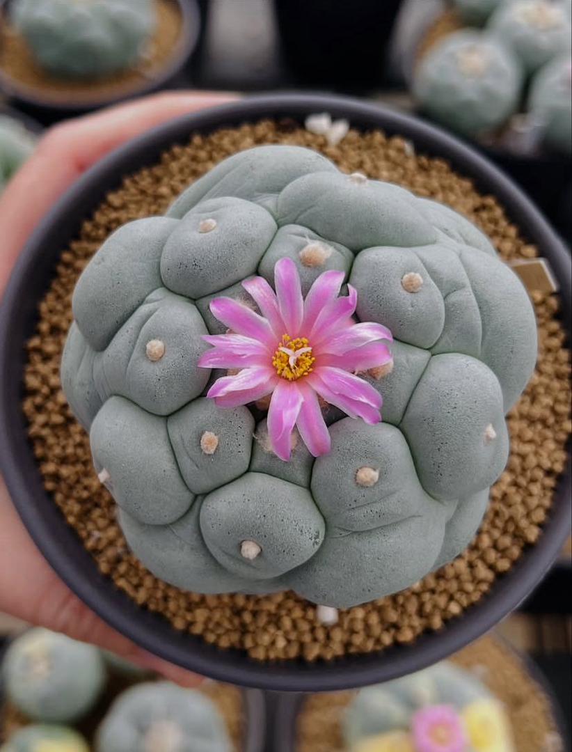 Lophophora williamsii (Peyote) - Image 3