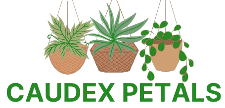 Caudex Petals – Buy Rare Caudex Plants Online