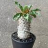 Pachypodium namaquanum ‘Koudou’