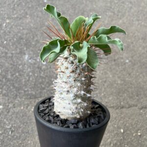 Pachypodium namaquanum ‘Koudou’