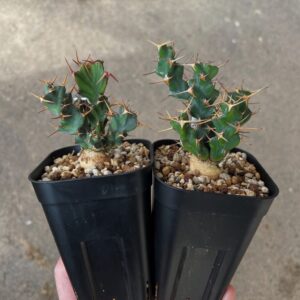 Euphorbia clavigera