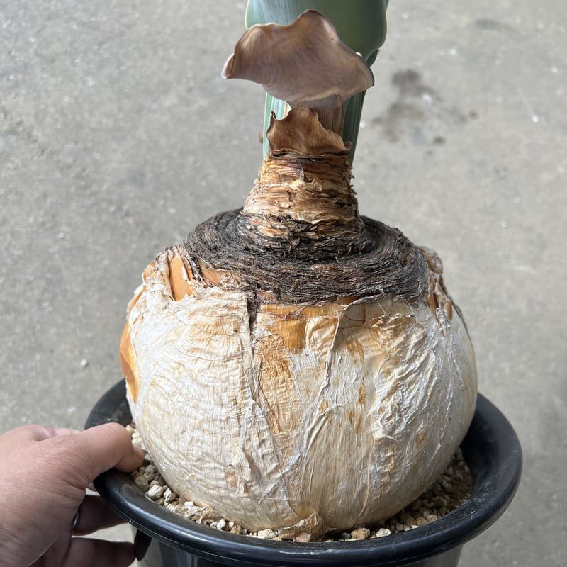 Bouffant Haemanthoides - Image 4