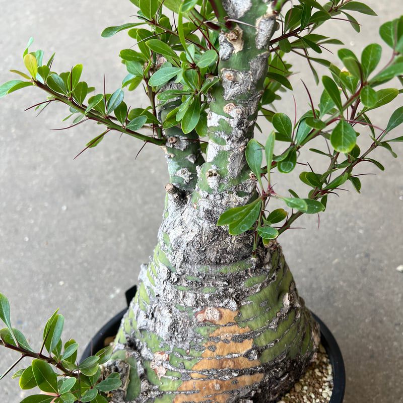 Fouquieria fasciculata - Image 3