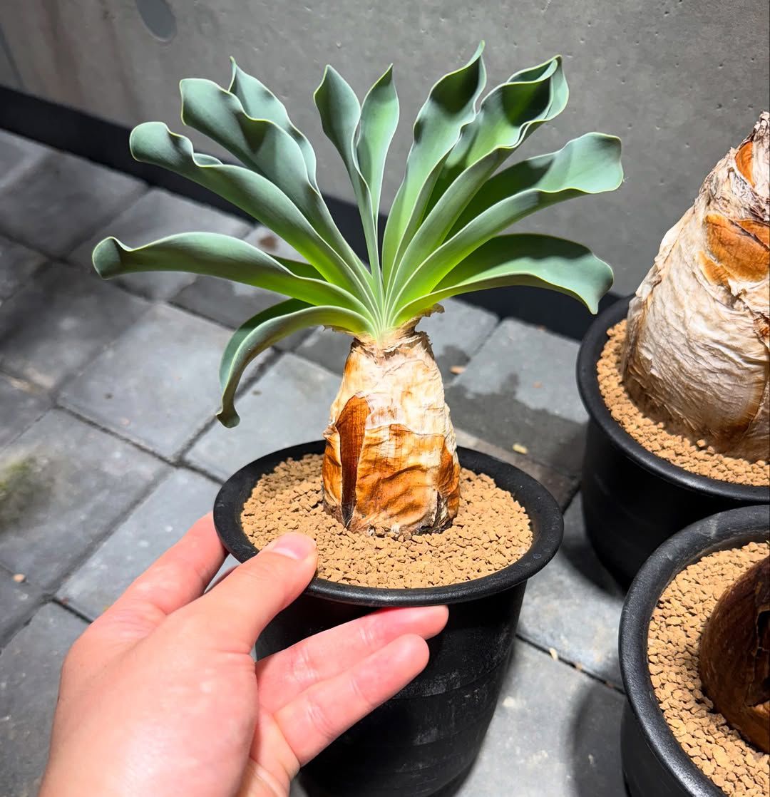 ๐บ Boophone disticha