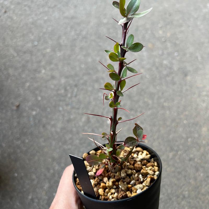 Fouquieria fasciculata - Image 2