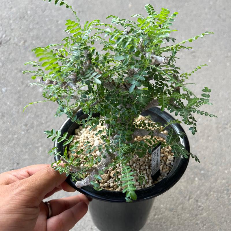 Boswellia neglecta - Image 3