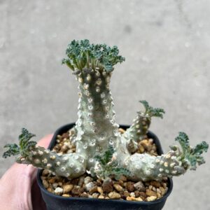 Dorstenia labranii