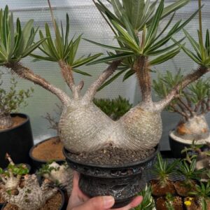 Pachypodium gracilius