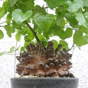 Dioscorea elephant