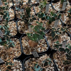 Alternative view of Euphorbia clavigera