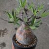 Pachypodium gracilius