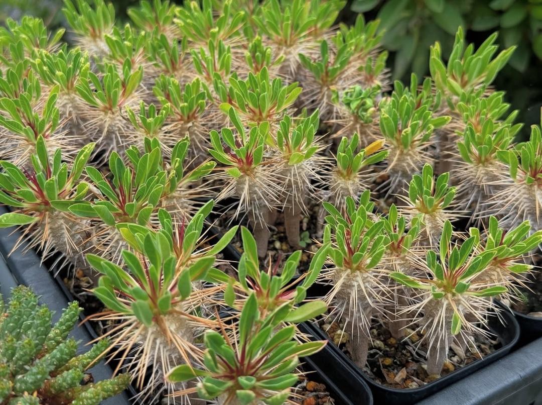 Euphorbia guillauminiana - Image 3