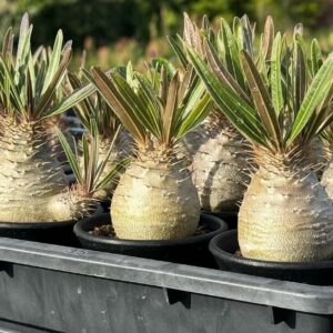 Pachypodium gracilius